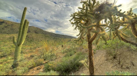 Cactus Clouds 2 Video stock 53770388