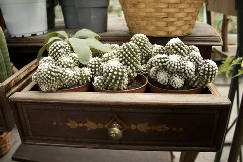 Cactus Cluster in Small Pots Closeup Stock Photos