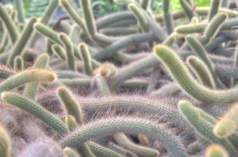 Cactus clutter Stock Photos