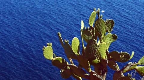 Cactus at coast, sea in background Video stock 31747677