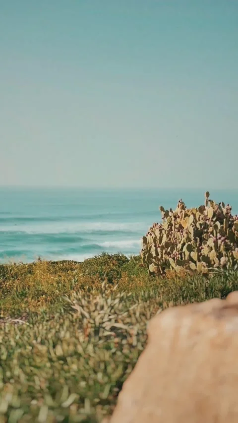 Cactus on a Coastal Clifftop Overlooking the Ocean 库存影片 338034124
