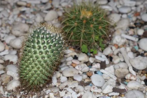Cactus on the cobblestones Stock-Fotos