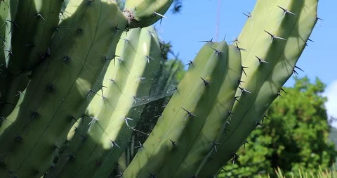 Cactus With Cobwebs Stock Footage 117306994
