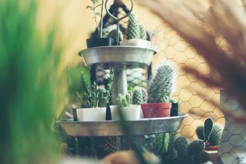Cactus in coffee cafe Stock Photos