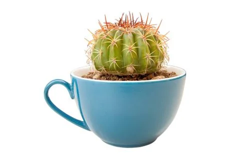 Cactus in coffee cup Stock Photos