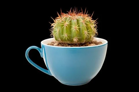Cactus in coffee cup Stock Photos
