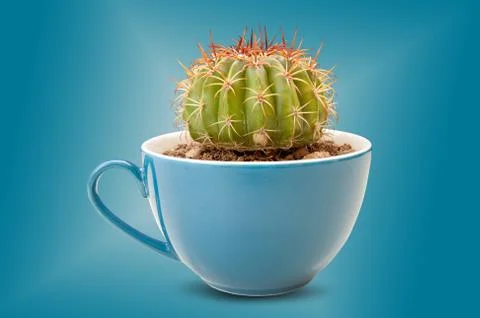 Cactus in coffee cup Stock Photos