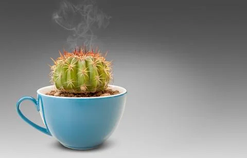 Cactus in coffee cup Stock Photos