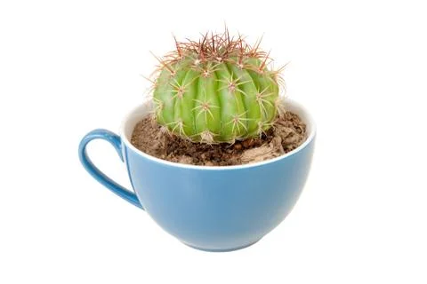 Cactus in coffee cup Foto stock