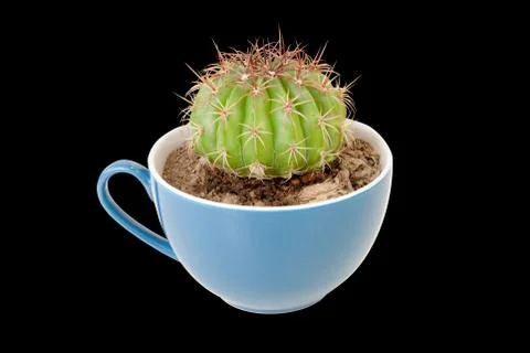 Cactus in coffee cup Stock Photos
