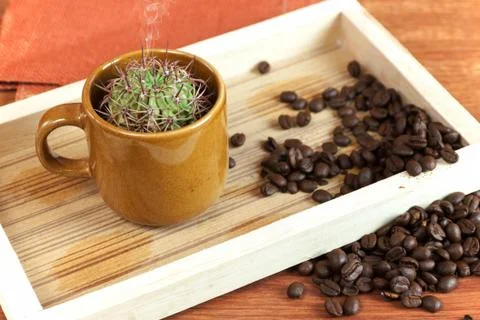 Cactus in coffee cup Stock Photos