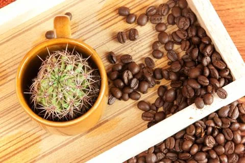Cactus in coffee cup Stock Photos