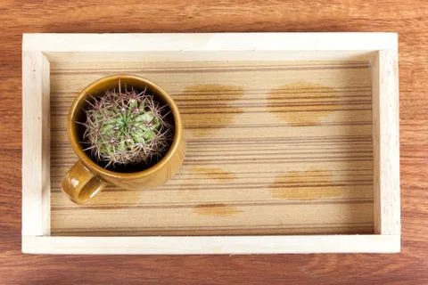 Cactus in coffee cup Stock Photos