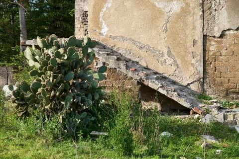 Cactus at the collapsed wall Stock Photos