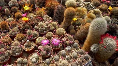 Cactus collection in glasshouse 库存影片 89894840
