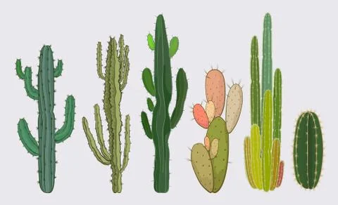 Cactus collection Stock Illustration