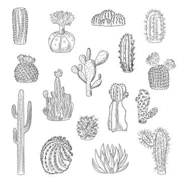 Cactus collection isolated on light background in hand drawn style. Set of wi Stock Illustration