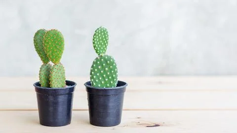 Cactus collection in small flower pots. Stock Photos