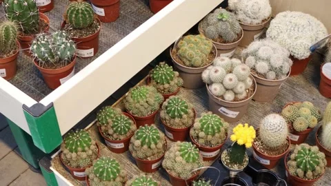 Cactus collection in a store Stock Footage 232366253