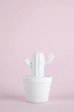Cactus color Stock Photos
