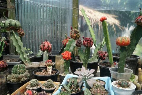 Cactus in a cooled indoor garden Stock Photos