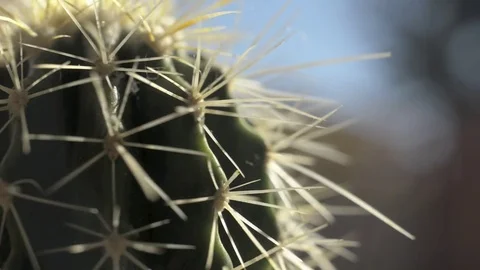 Cactus covered with thorns. Turning Stock Footage 78175513
