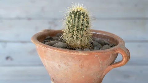 Cactus covered with thorns. Turning Stock Footage 78175627
