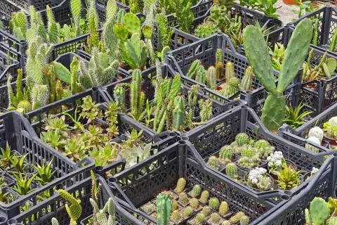 Cactus in crates Stock Photos
