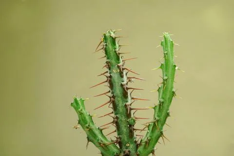 Cactus with cream background Stock Photos