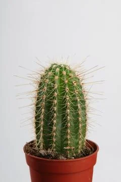 Cactus in crock Stock Photos
