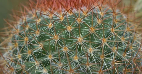 Cactus CU Macro Stock Footage 74550328