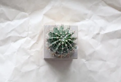 Cactus in a cube on a background of craft crumpled paper Stock Photos