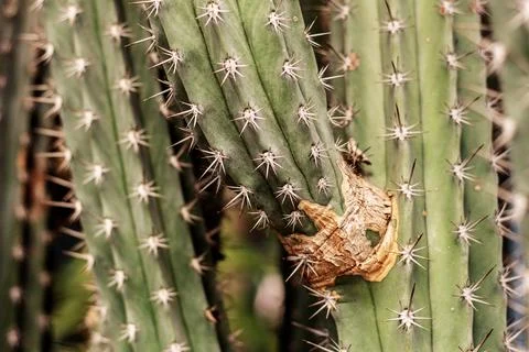 Cactus with dangerous of thorns. Stock Photos