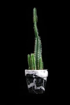 Cactus a dark black background. Stock Photos