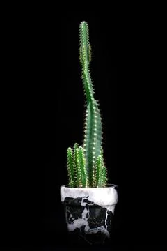 Cactus a dark black background. Stock Photos