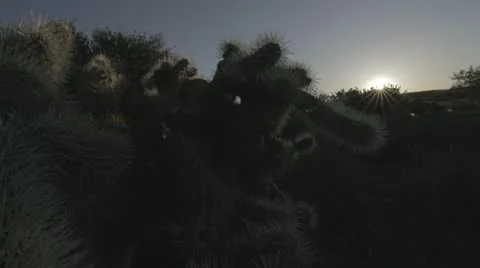 Cactus Day to Night Time lapse Stock Footage 11628145