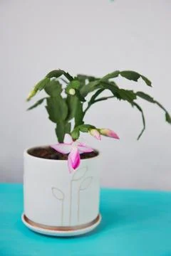 The cactus Decembrist, the first spring bloom. Pink flowering light pot on light Stock Photos