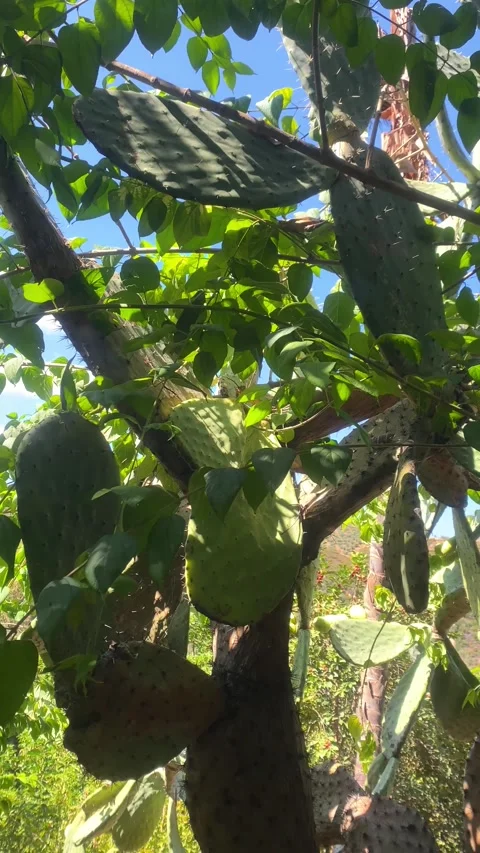 Cactus. Deciduous tree. Wildlife. Vertical video Stock Footage 286854283