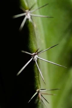 Cactus dectail Stock Photos