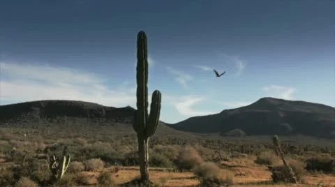 Cactus in Desert 2 Stock Footage 10819411
