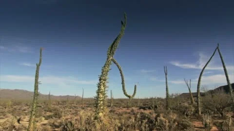Cactus in desert 3 Stock Footage 10819395