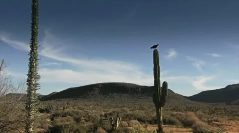 Cactus in Desert of Baja California Stock Footage