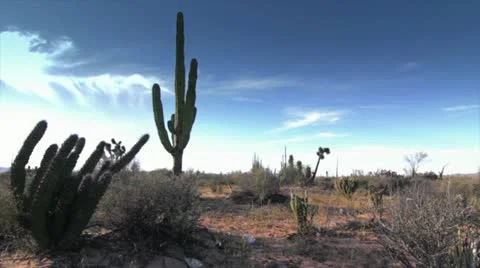 Cactus in Desert California 스톡 동영상 10843557