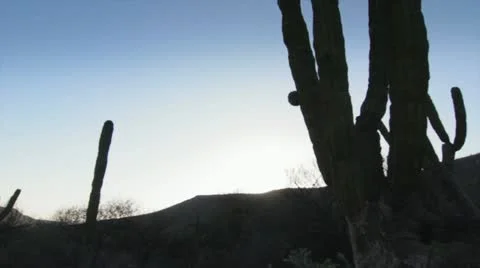 Cactus desert Stock Footage 11193986