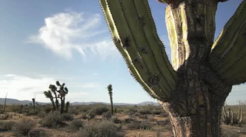 Cactus in desert 스톡 동영상 11194179