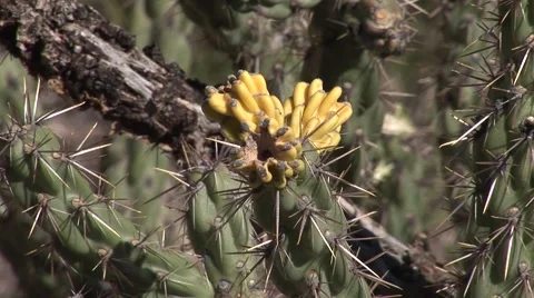Cactus in the Desert 스톡 동영상 50771180