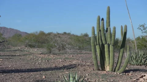 Cactus in Desert Stock Footage 65428782