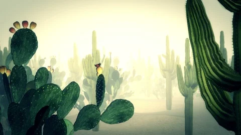 Cactus the Desert Stock Footage 123152129
