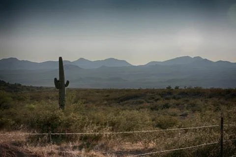 Cactus in a desert Stock Illustration