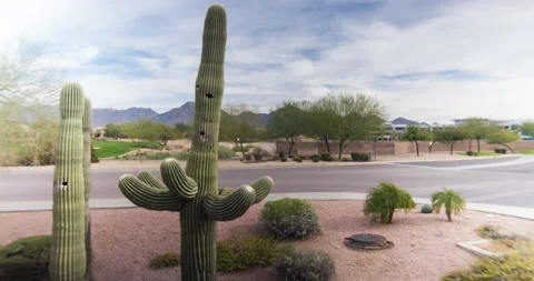 Cactus in the desert next to a road Stock-Footage 140036454